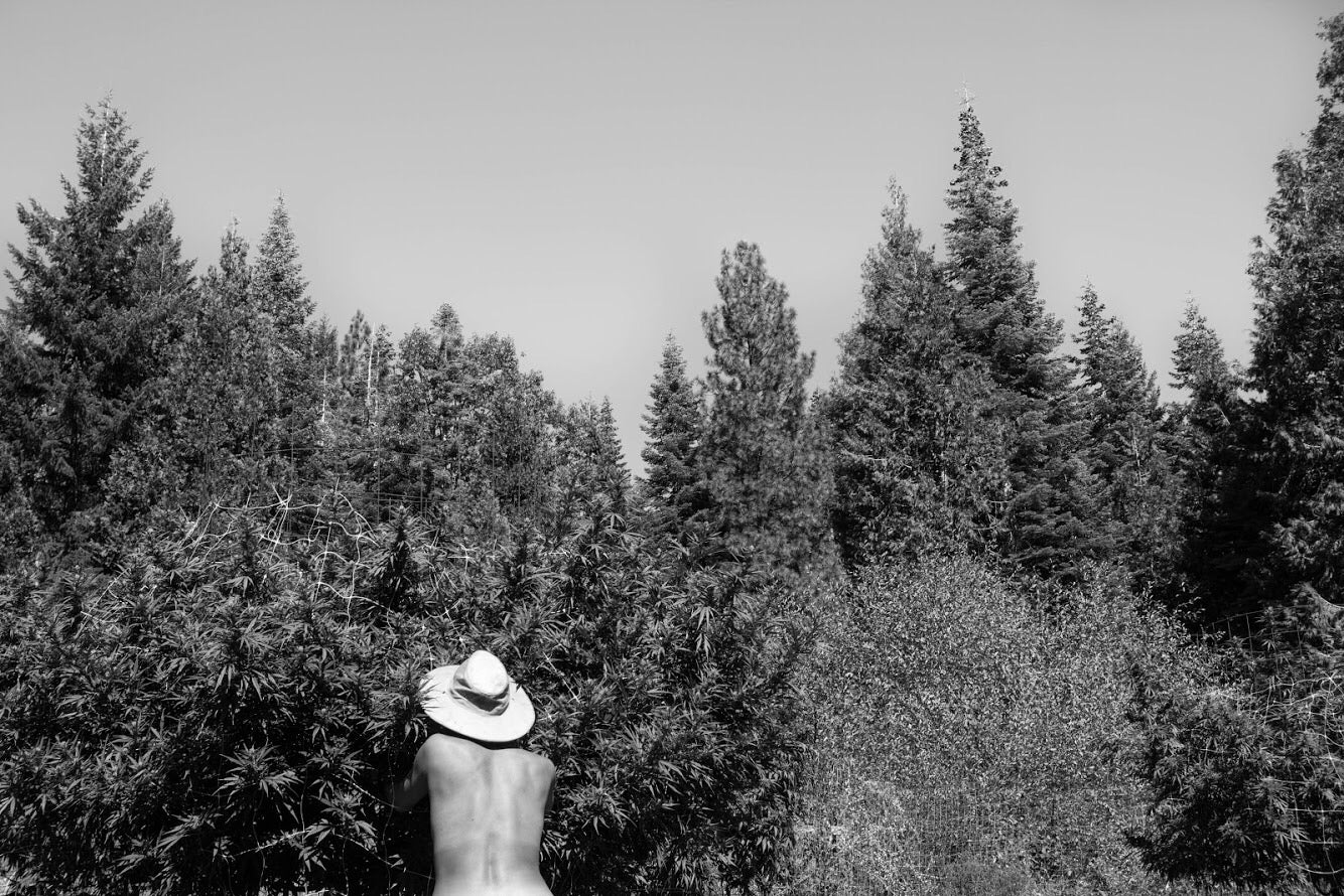 Life On a Hidden <br>Cannabis Farm</br>