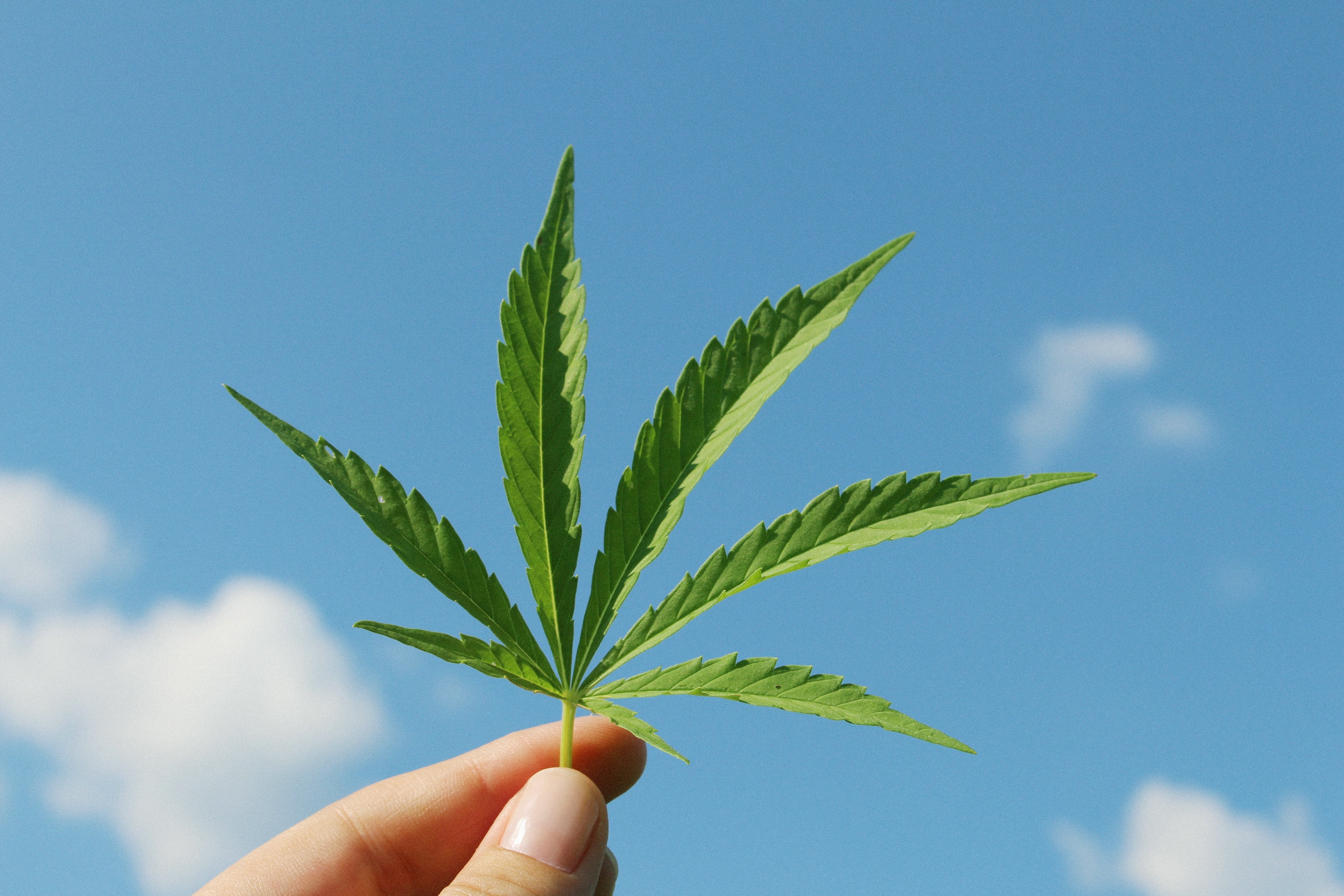 A woman's hand holding a cannabis leaf with blue sky in the background.