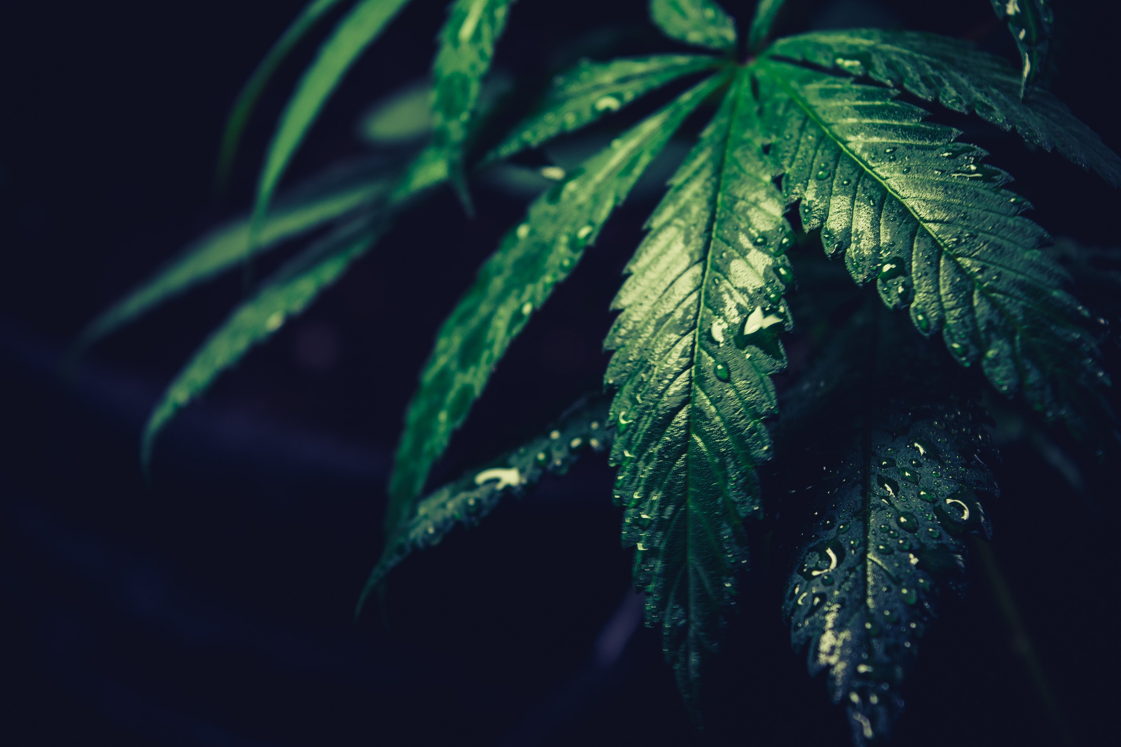 Here's What Each 2020 Democratic Candidate Says About Cannabis Reform