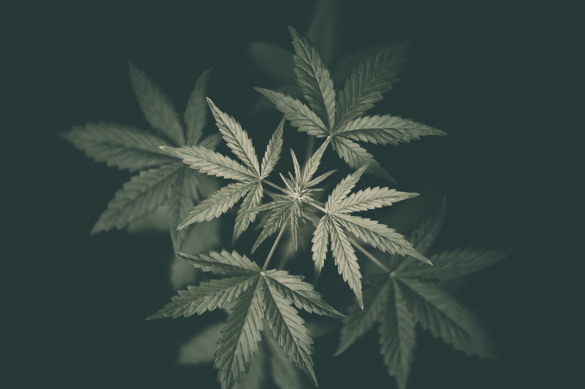 hemp-derived and marijuana-derived cbd are the same thing