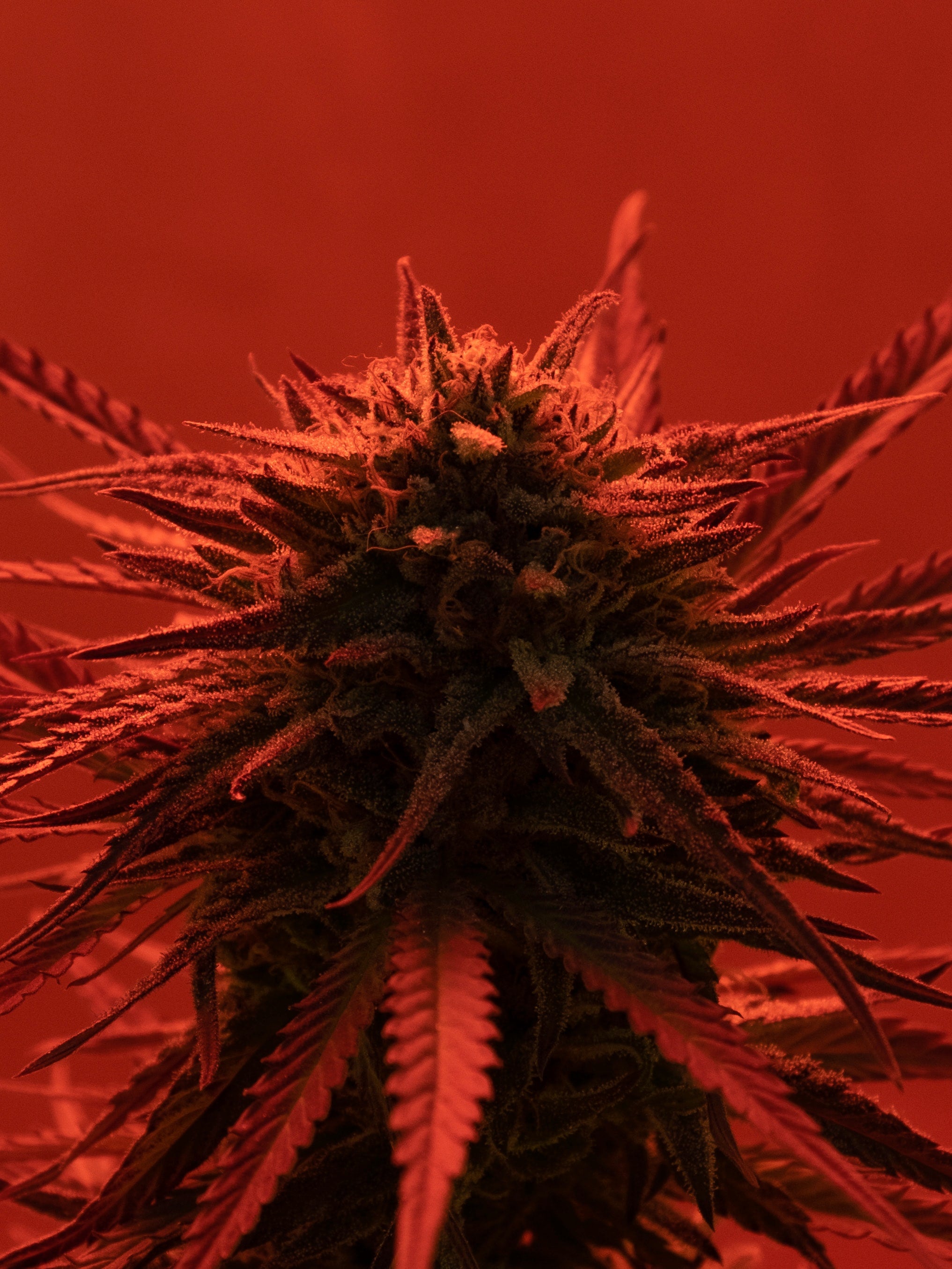 what 420 means to people in prison for weed