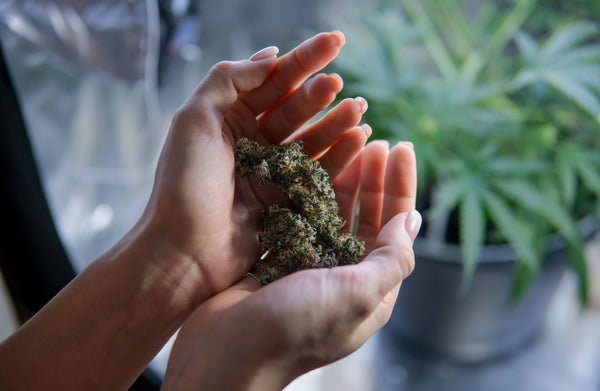 A woman's hands holding cannabis flower.
