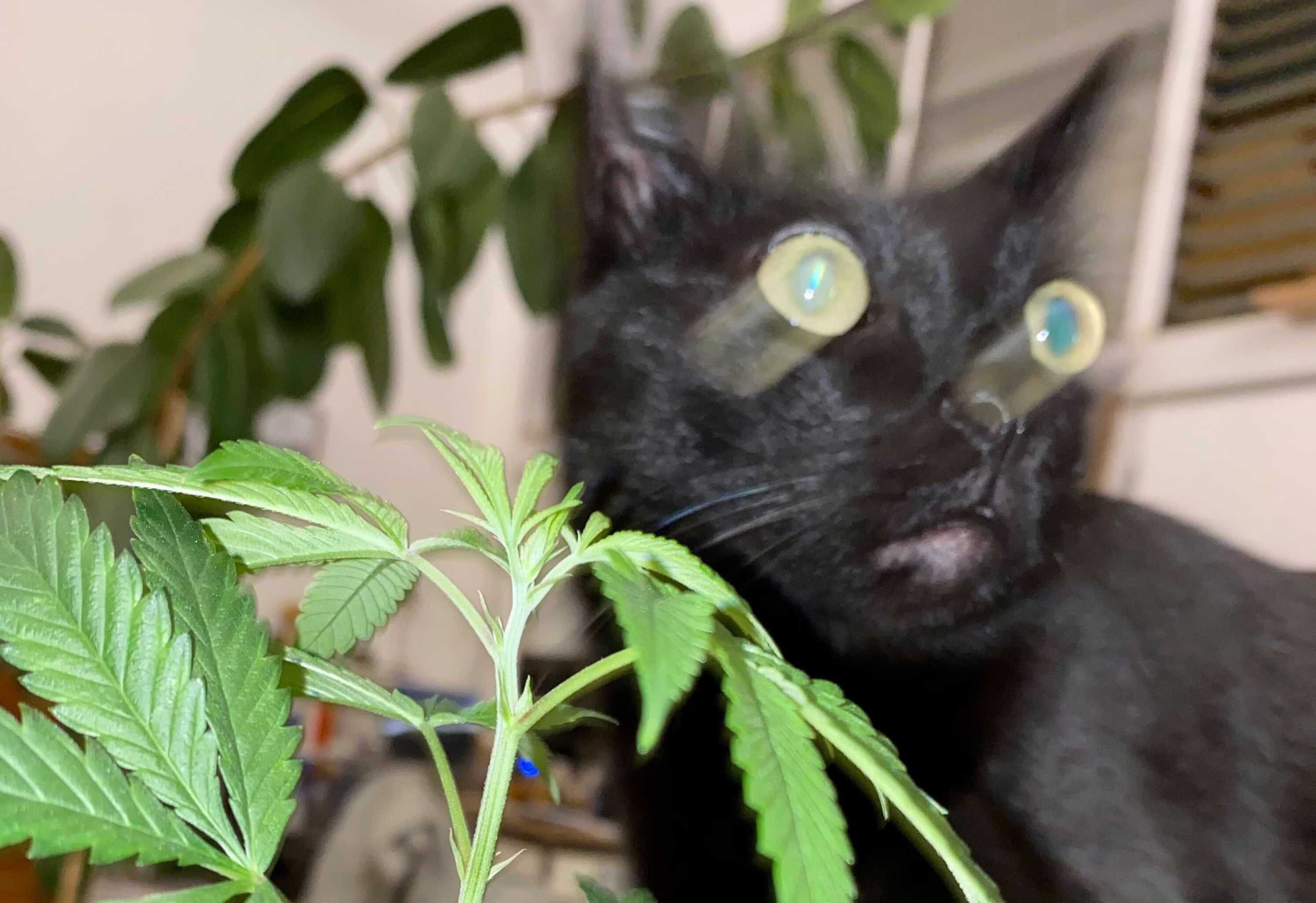 Irie Pet Blend Tincture, $35