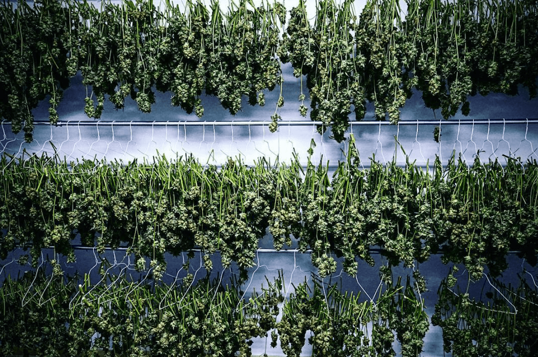 Why Calling It Cannabis, Not Marijuana Is So Powerful