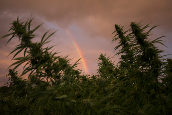 Upshot of a cannabis plant.