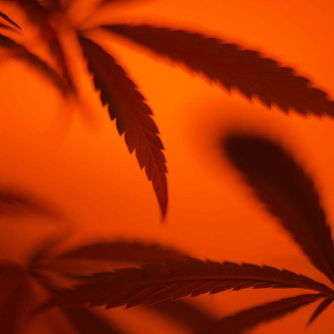 Delta-8, Prohibition, and the War on Drugs