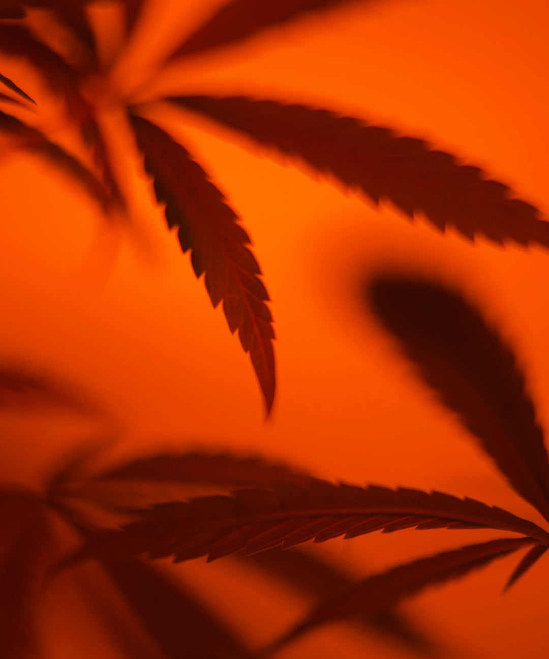 Delta-8, Prohibition, and the War on Drugs