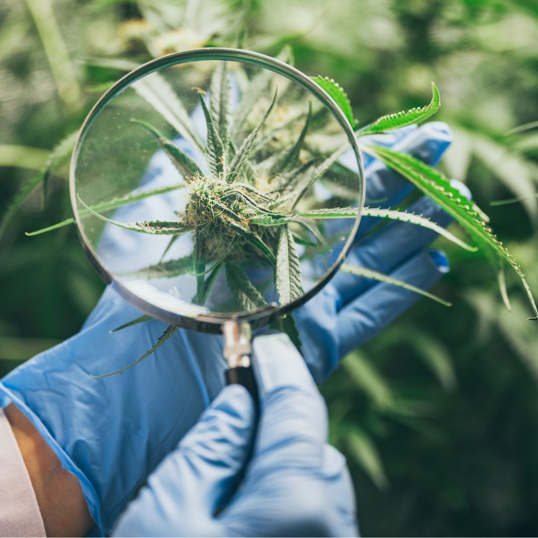 THE ART OF CURATION with Purple City Genetics