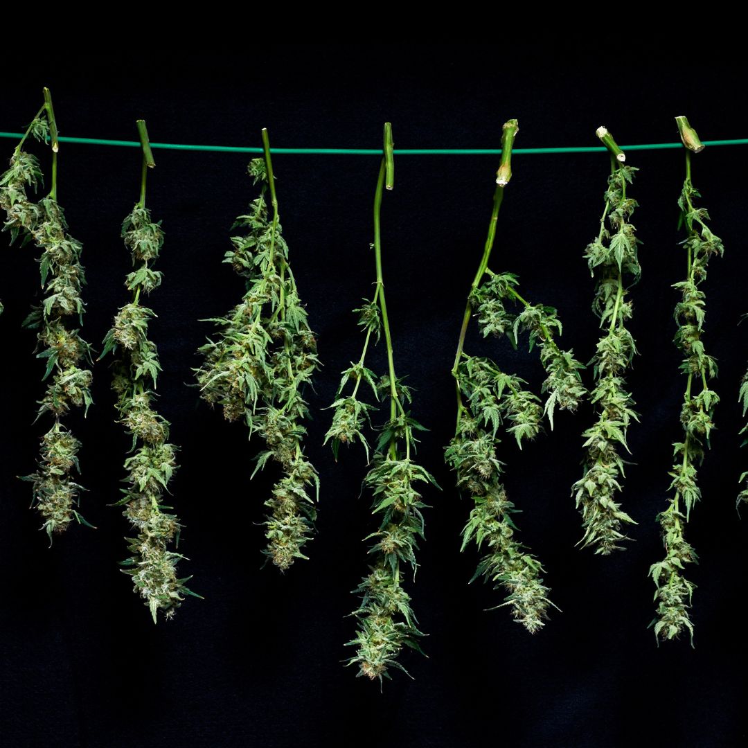 THE ART OF CURATION with Purple City Genetics