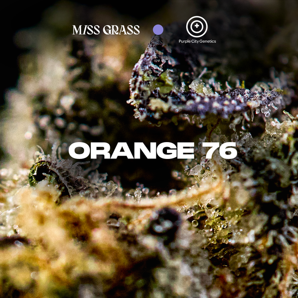 Orange76: (Orange Cookie Dough x Motor Breath 15) x Moroccan Peaches