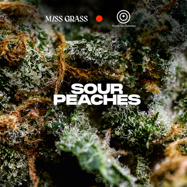 Sour Peaches: AJ Sour Diesel x Moroccan Peaches