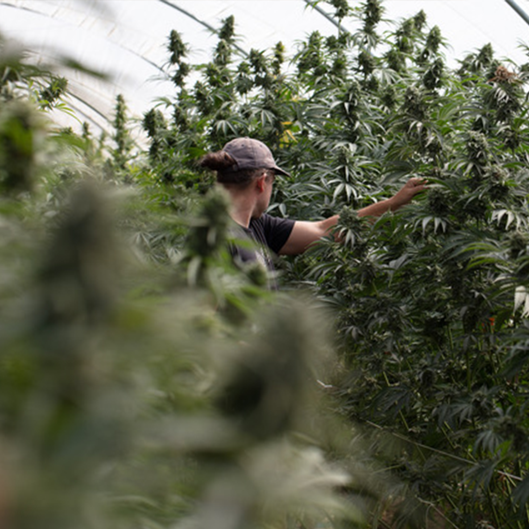 A Mini Moment With: Auryn McCafferty of Purple City Genetics