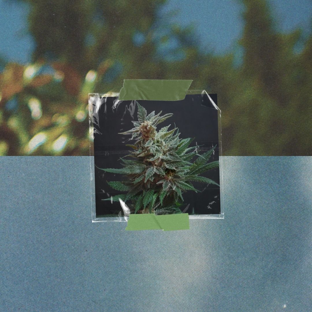 What You Feel Is Built Into the Plant