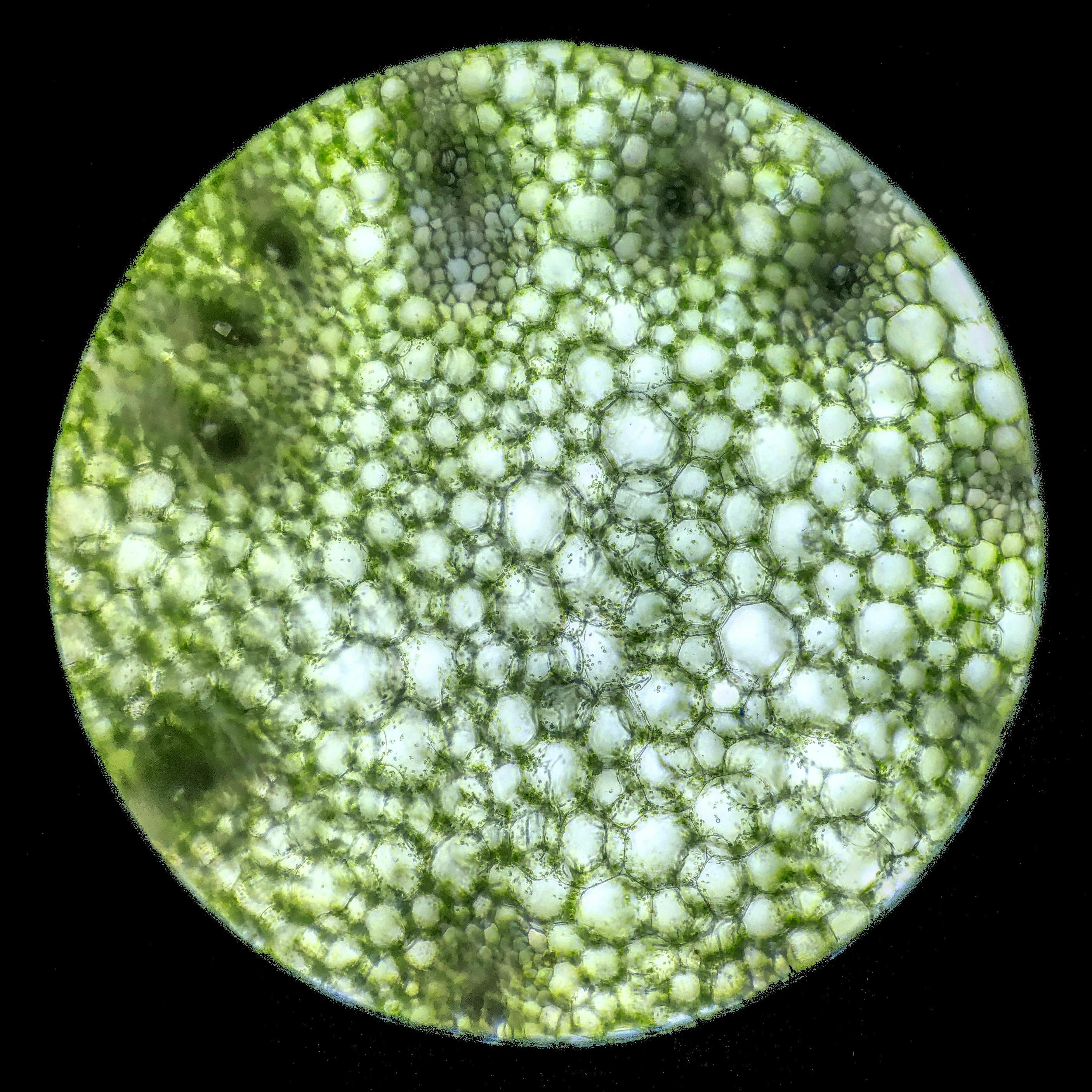The Miss Grass Guide to Cannabis and Gut Health
