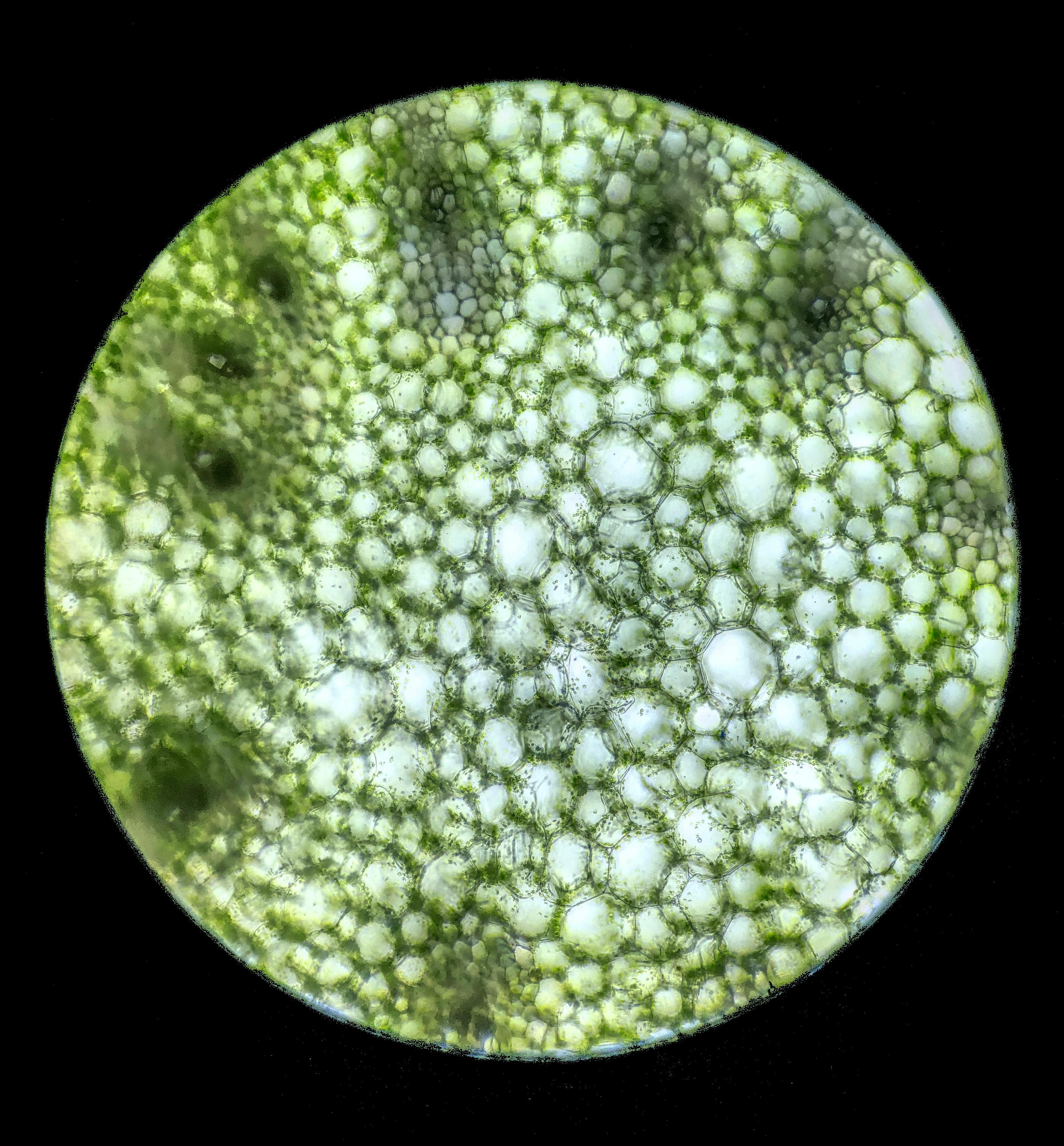 The Miss Grass Guide to Cannabis and Gut Health